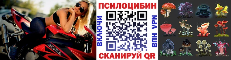 kraken как войти  Шимановск  Псилоцибиновые грибы Magic Shrooms 